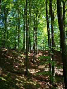 Dalby Söderskog med skogsstig, grönska och lugn naturmiljö
